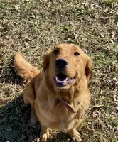 Clay, a male Golden Retriever for sale in Sweet Springs, MO – 6 of 9