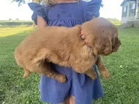 Caroline, a female Golden Retriever for sale in Sweet Springs, MO – 3 of 8