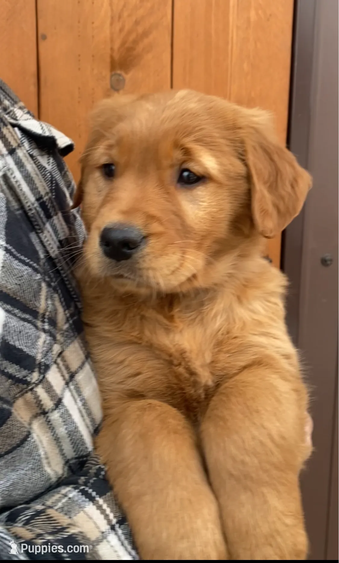 Purple Collar Female