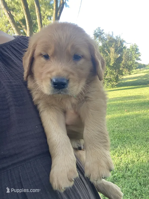 Casey – Golden Retriever puppy for sale in Sweet Springs, MO