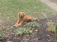 Casey, a male Golden Retriever for sale in Sweet Springs, MO – 7 of 8