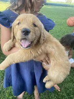 Callie, a female Golden Retriever for sale in Sweet Springs, MO – 4 of 9