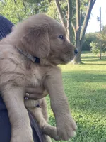 Casey, a male Golden Retriever for sale in Sweet Springs, MO – 4 of 8