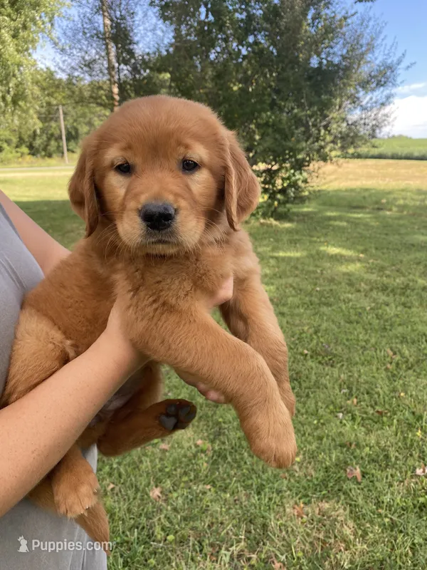 Caroline – Golden Retriever puppy for sale in Sweet Springs, MO