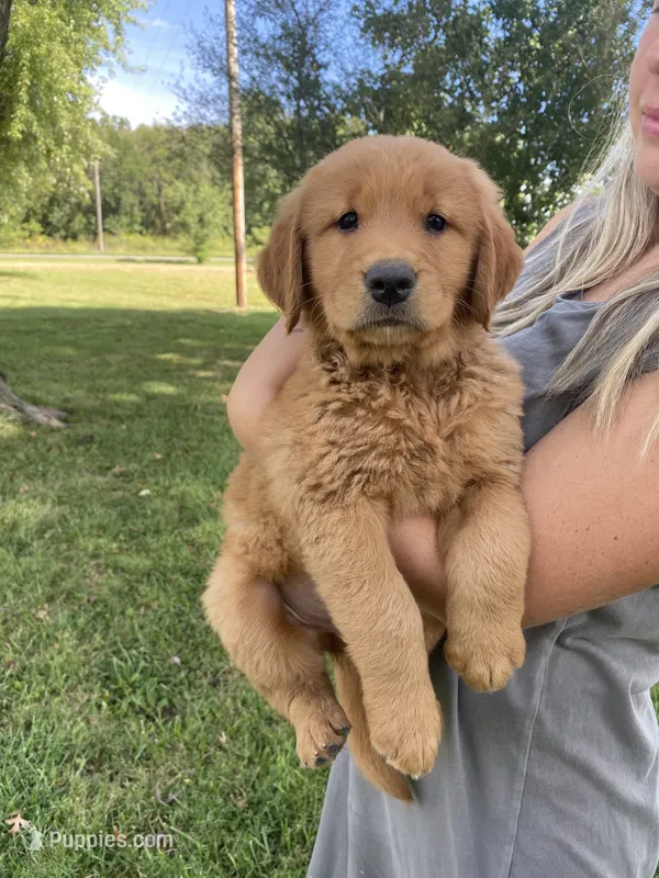 Clay – Golden Retriever puppy for sale in Sweet Springs, MO