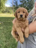 AKC Clay, a male Golden Retriever for sale in Sweet Springs, MO – 1 of 8