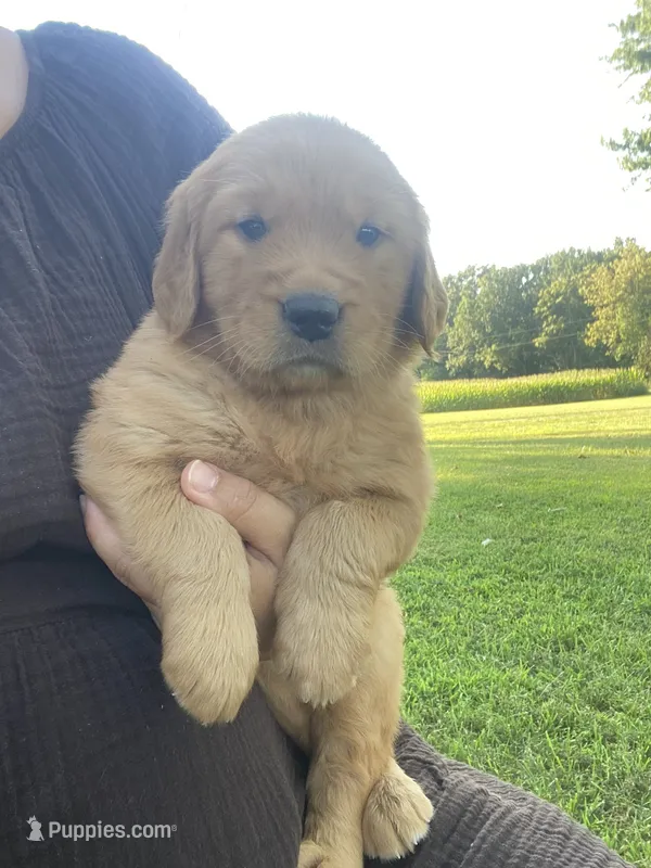 Callie – Golden Retriever puppy for sale in Sweet Springs, MO
