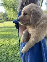 Clay, a male Golden Retriever for sale in Sweet Springs, MO – 2 of 9