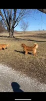 Callie, a female Golden Retriever for sale in Sweet Springs, MO – 7 of 9