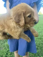 Caroline, a female Golden Retriever for sale in Sweet Springs, MO – 2 of 8