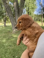 AKC Caroline, a female Golden Retriever for sale in Sweet Springs, MO – 3 of 9