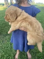 Callie, a female Golden Retriever for sale in Sweet Springs, MO – 3 of 9