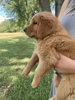 AKC Clay, a male Golden Retriever for sale in Sweet Springs, MO – 2 of 8