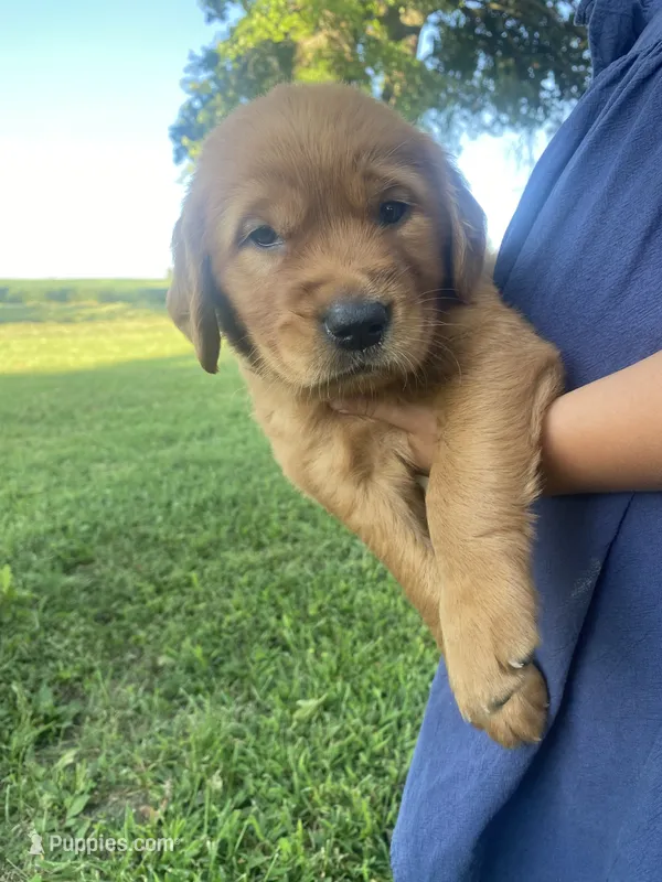 Caroline – Golden Retriever puppy for sale in Sweet Springs, MO