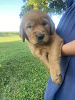 Caroline, a female Golden Retriever for sale in Sweet Springs, MO – 1 of 8