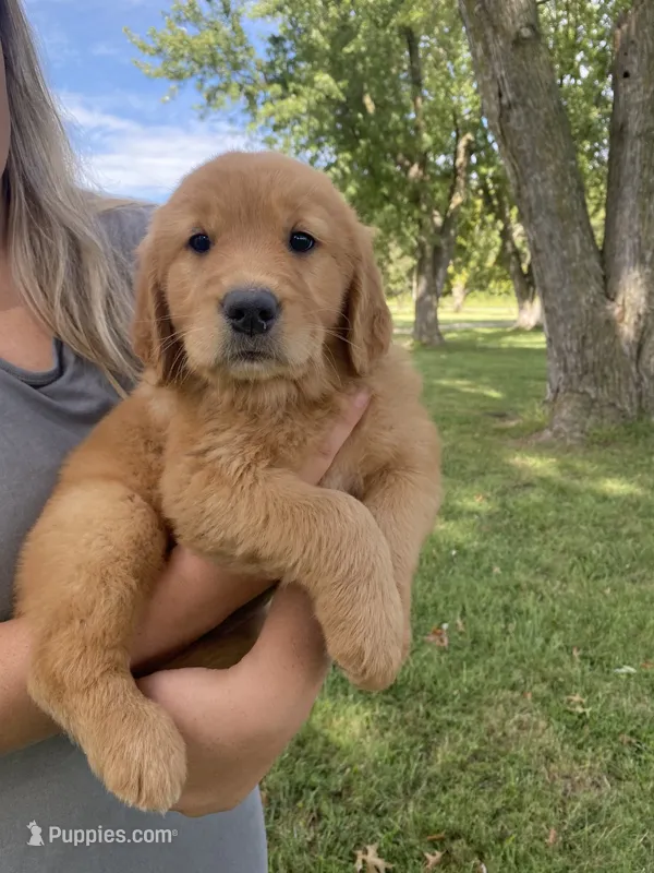 Callie – Golden Retriever puppy for sale in Sweet Springs, MO
