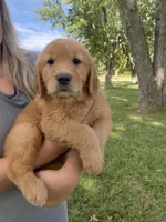 AKC Callie, a female Golden Retriever for sale in Sweet Springs, MO – 1 of 8