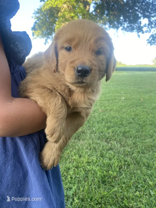 Catie – Golden Retriever puppy for sale in Sweet Springs, MO