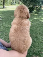 AKC Callie, a female Golden Retriever for sale in Sweet Springs, MO – 3 of 8