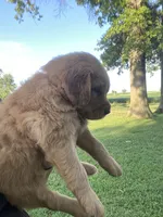 Catie, a female Golden Retriever for sale in Sweet Springs, MO – 2 of 7