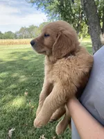 AKC Callie, a female Golden Retriever for sale in Sweet Springs, MO – 2 of 8