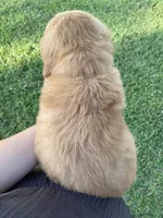 Casey, a male Golden Retriever for sale in Sweet Springs, MO – 2 of 8