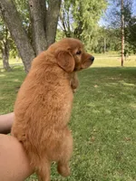 AKC Caroline, a female Golden Retriever for sale in Sweet Springs, MO – 4 of 9