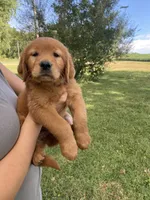AKC Caroline, a female Golden Retriever for sale in Sweet Springs, MO – 2 of 9