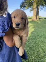 Clay, a male Golden Retriever for sale in Sweet Springs, MO – 1 of 9
