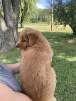 AKC Clay, a male Golden Retriever for sale in Sweet Springs, MO – 3 of 8