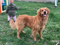 Catie, a female Golden Retriever for sale in Sweet Springs, MO – 4 of 7