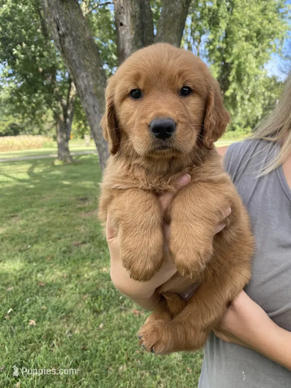Catie – Golden Retriever puppy for sale in Sweet Springs, MO