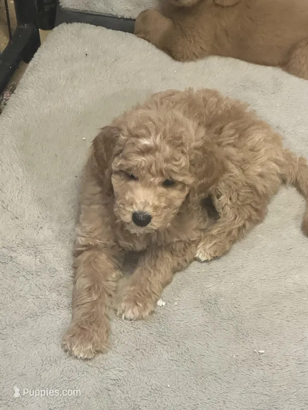 Yellow  – Goldendoodle puppy for sale in Sacramento, CA