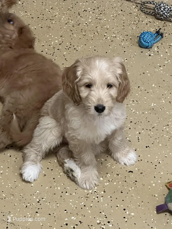 Brown  – Goldendoodle puppy for sale in Sacramento, CA