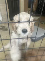 Blue , a male Goldendoodle for sale in Sacramento, CA – Photo 3 of 4