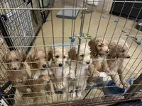 Blue , a male Goldendoodle for sale in Sacramento, CA – Photo 4 of 4