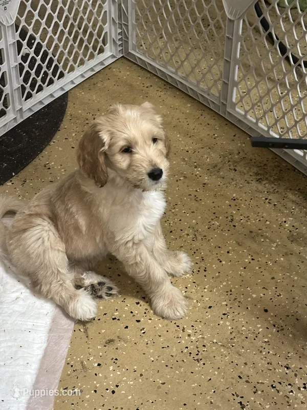 Brown – Goldendoodle puppy for sale in Sacramento, CA