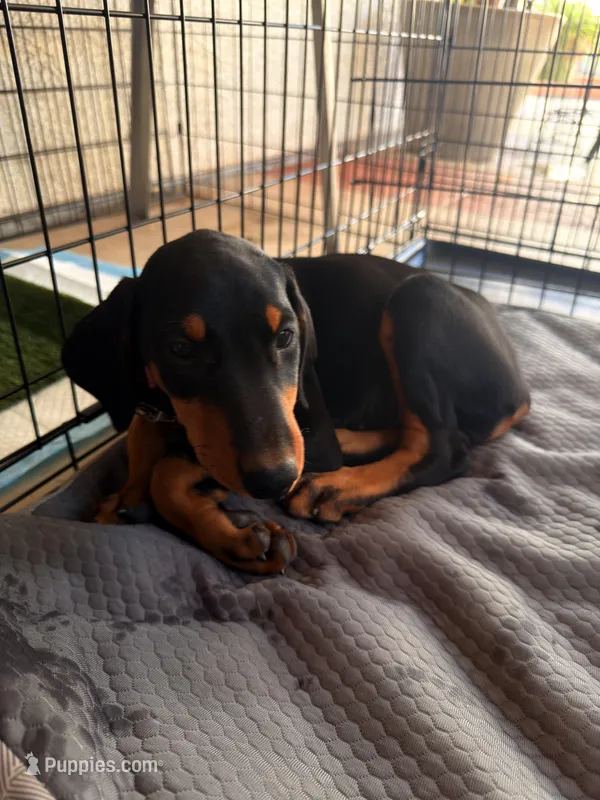 Nova – Doberman Pinscher puppy for sale in Atwater, CA