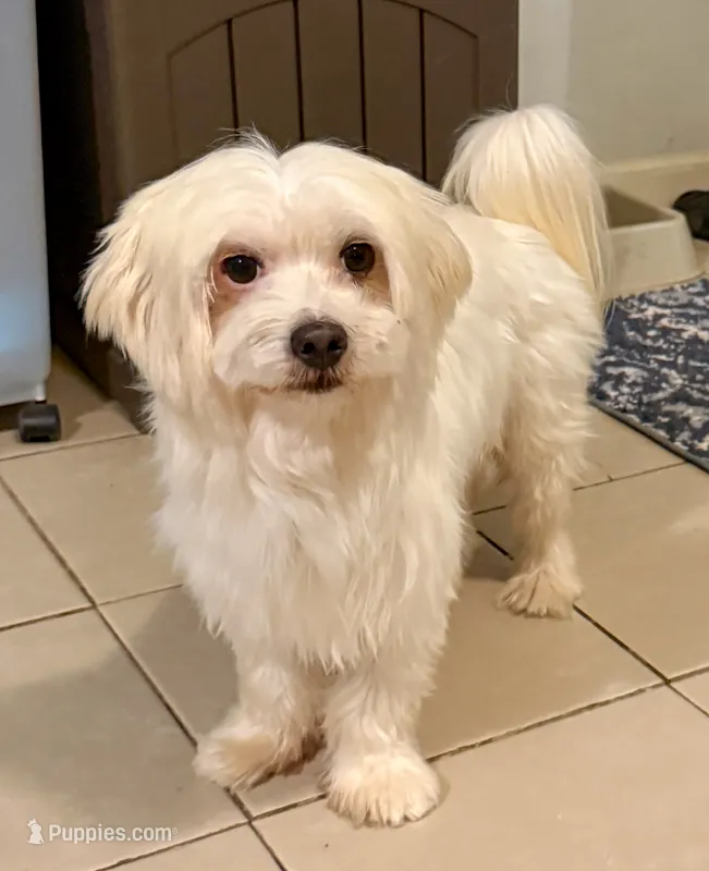 Jack – Maltese puppy for sale in New Albany, IN