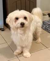 Jack, a male Maltese for sale in New Albany, IN – 1 of 3