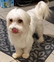Jack, a male Maltese for sale in New Albany, IN – 3 of 3