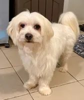 Jack, a male Maltese for sale in New Albany, IN – 2 of 3