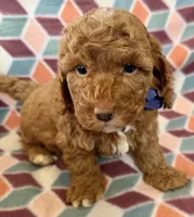 processed/f7b66e67-0a7d-401e-ba1f-c7e5d561d3f1/listing/90ff3a64-5234-44a6-9359-2693b4ca9152/96e9b442-a41d-4fe9-b0ad-39f6f170b968