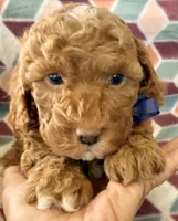 processed/f7b66e67-0a7d-401e-ba1f-c7e5d561d3f1/listing/90ff3a64-5234-44a6-9359-2693b4ca9152/fbc856d7-b019-459b-ad9b-9bfdc36c7ac9