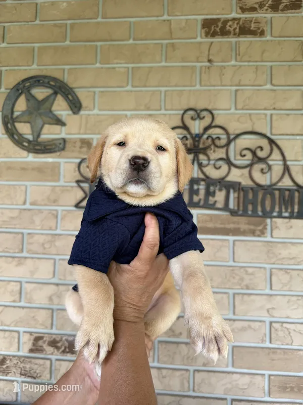 Cooper  (Neg. Make offer) – Labrador Retriever puppy for sale in Kissimmee, FL