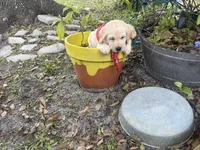 Duke Neg., a male Labrador Retriever for sale in Kissimmee, FL – Photo 4 of 10