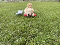 Duke Neg., a male Labrador Retriever for sale in Kissimmee, FL – Photo 2 of 10
