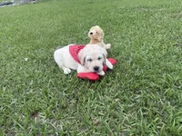 Duke Neg., a male Labrador Retriever for sale in Kissimmee, FL – Photo 10 of 10