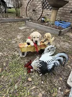 Duke Neg., a male Labrador Retriever for sale in Kissimmee, FL – Photo 8 of 10