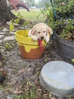 Duke Neg., a male Labrador Retriever for sale in Kissimmee, FL – Photo 6 of 10